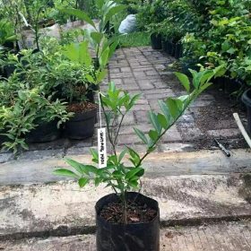 Bibit Jeruk Santang Madu Berbuah Terbaik Pohon Buah Super- Tabulampot Manis Unik Kepulauan Sangihe