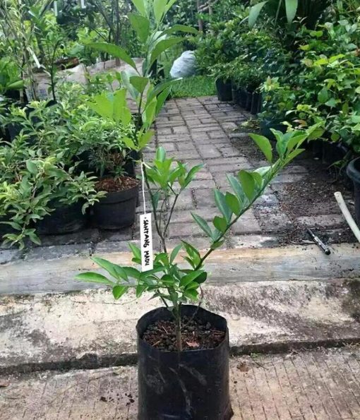 Bibit Jeruk Santang Madu Berbuah Terbaik Pohon Buah Super- Tabulampot Manis Unik Kepulauan Sangihe