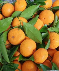 bibit jeruk santang okulasi cepat berbunga Pekanbaru