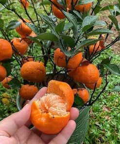 bibit jeruk santang sudah berbuah terlaris Sulawesi Selatan