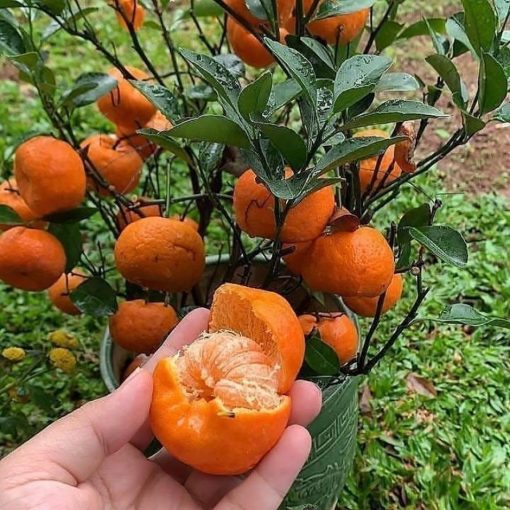bibit jeruk santang sudah berbuah terlaris Sulawesi Selatan