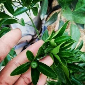 Bibit Jeruk Santang Tanaman Buah Berbuah Palopo