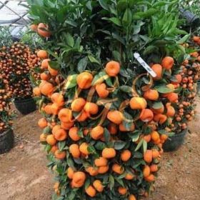 Bibit Jeruk Santang Tanaman Buah Tanjung Balai