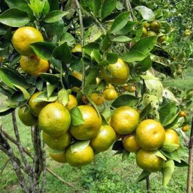bibit jeruk siam pontianak Bontang