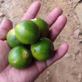 bibit jeruk sonkit Batu