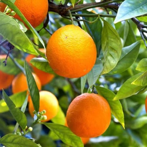 bibit jeruk sunkis berbuah lebat tanpa mengenal musim Binjai