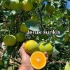 bibit jeruk sunkis Kediri