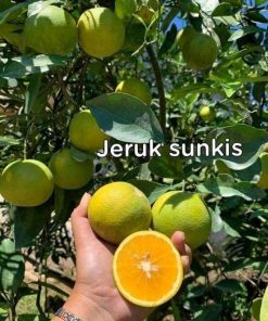 bibit jeruk sunkis Kediri