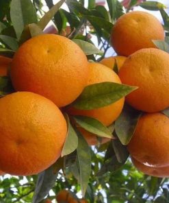 bibit jeruk sunkis mantab Sumatra Barat