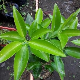 bibit jeruk sunkist atau sunkis hasil okulasi cepat berbuah Bima