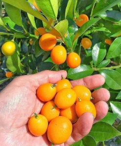 bibit jeruk tongheng berbuah murah Gorontalo
