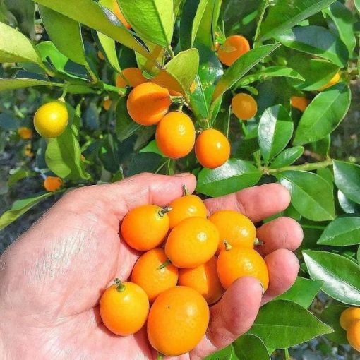 bibit jeruk tongheng berbuah murah Gorontalo