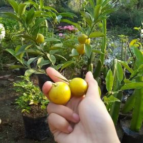 bibit jeruk tongheng superunggul Bau-Bau
