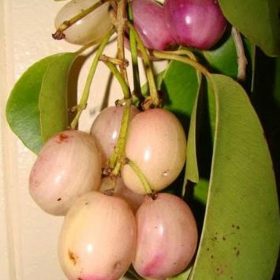 bibit juwet putih atau jamblang putih Singkawang