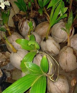 bibit kelapa Bima