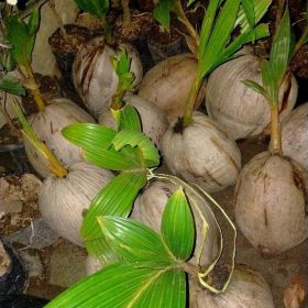 bibit kelapa Bima