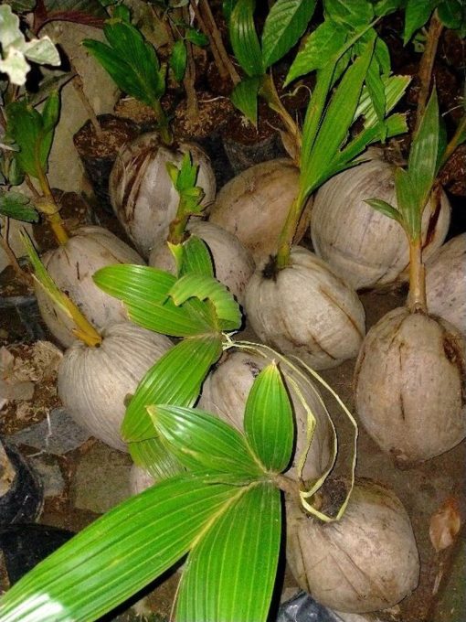 bibit kelapa Bima