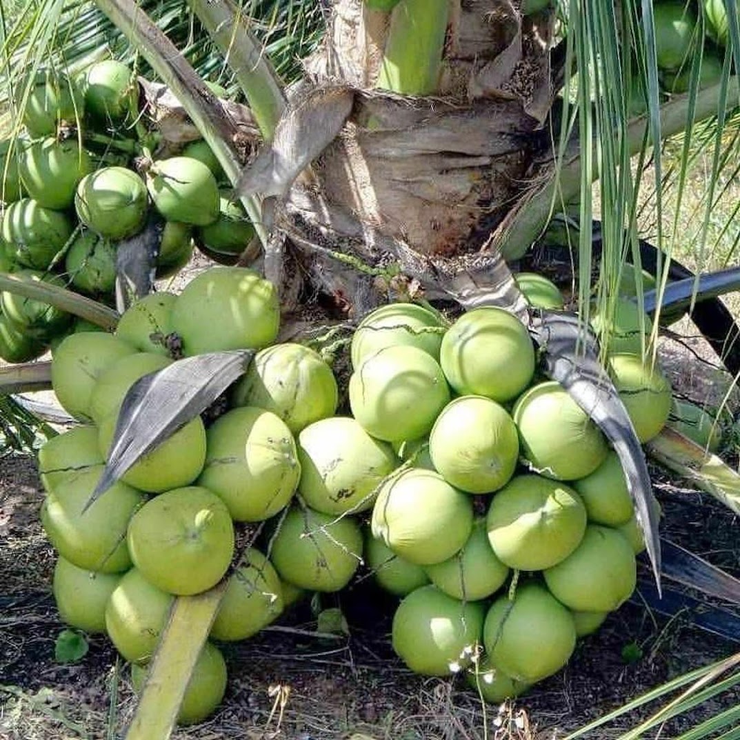 Gambar Produk bibit kelapa entog kelapa entok kelapa hijau besar super genjah Jawa Timur