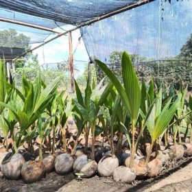 bibit kelapa entog kelapa entok kelapa hijau besar super genjah Kota Administrasi Jakarta Pusat