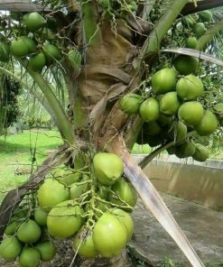 bibit kelapa entok Payakumbuh
