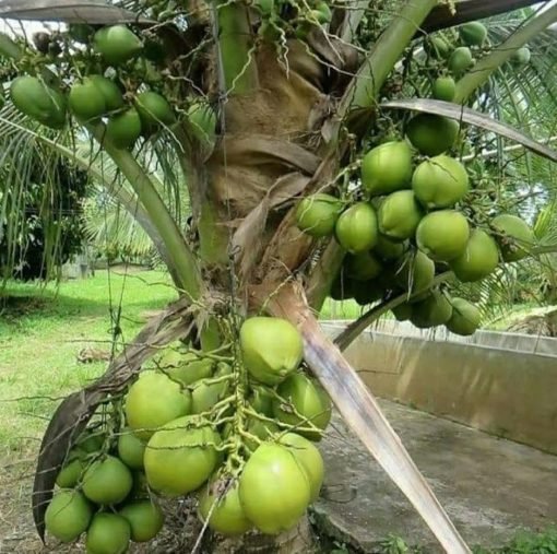 bibit kelapa entok Payakumbuh