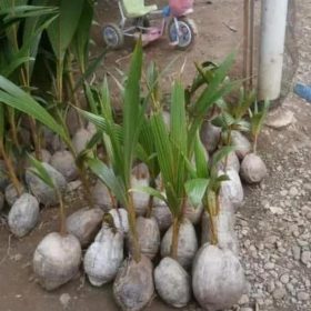 Bibit Kelapa Gading Asli Kuning Genjah Payakumbuh