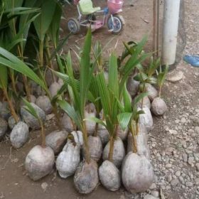 Bibit Kelapa Gading Genjah Unggul Aceh Tamiyang