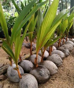 bibit kelapa gading kuning Jawa Tengah