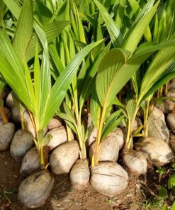 bibit kelapa gading kuning Sumatra Utara