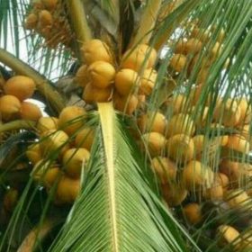 Bibit Kelapa Gading New Kuning Genjah, Buahnya Banyak Stok Terbatas Ponorogo