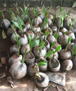bibit kelapa genjah entog ori entok asli valid Papua Barat
