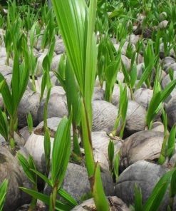 bibit kelapa genjah entog Tidore Kepulauan