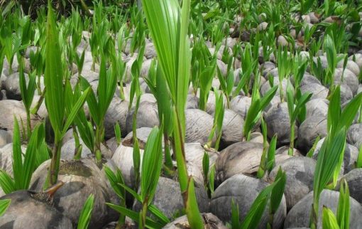bibit kelapa genjah entog Tidore Kepulauan