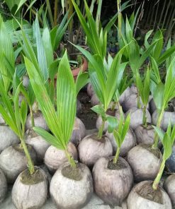 bibit kelapa genjah entok asli Gorontalo