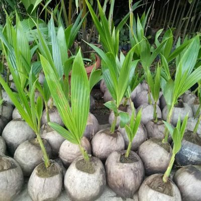 bibit kelapa genjah entok asli Gorontalo