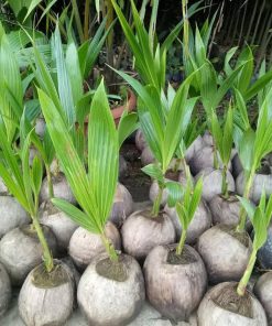 bibit kelapa genjah entok asli Medan