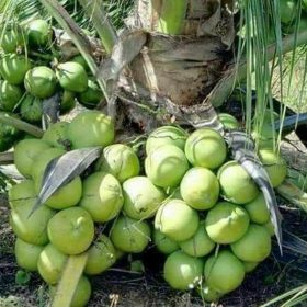Bibit Kelapa Genjah Entok Asli Tanaman Buah Musi Rawas Utara