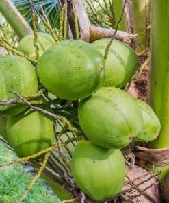 bibit kelapa genjah entok Jawa Barat