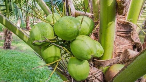 bibit kelapa genjah entok Jawa Barat