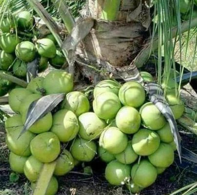 Bibit Kelapa Genjah Entok Ju Pling Dicari Tanaman Buah Entog Hulu Sungai Selatan