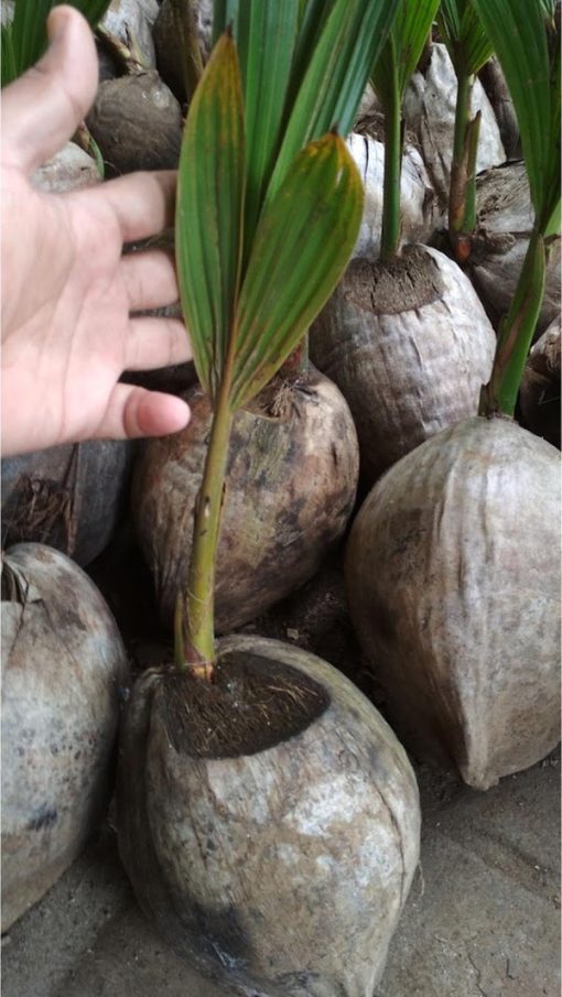 bibit kelapa genjah entok Sumatra Selatan