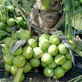 Bibit Kelapa Genjah Entok Tanaman Buah Ada Kubu Raya