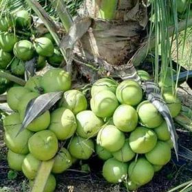 Bibit Kelapa Genjah Entok Tanaman Buah Grosir Merauke