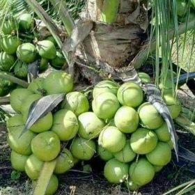 Bibit Kelapa Genjah Entok Tanaman Buah Sale Dharmasraya