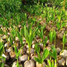 Bibit Kelapa Genjah Entok Tanaman Rokan Hilir