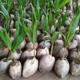 bibit kelapa genjah entok Tegal