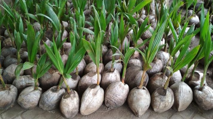 bibit kelapa genjah entok Tegal