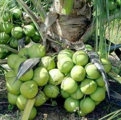 Bibit Kelapa Genjah Entok Terkini Tanaman Buah Rembang