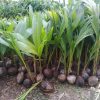 bibit kelapa genjah entok unggul berkualitas dijamin berbuah 2 3thn Bitung