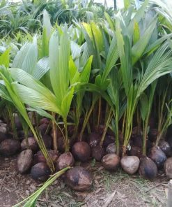 bibit kelapa genjah entok unggul berkualitas dijamin berbuah 2 3thn Bitung